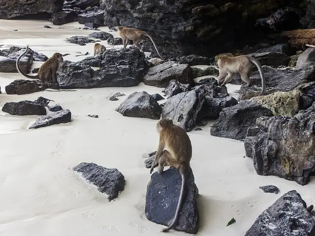 Monkey Beach, Koh Phi Phi